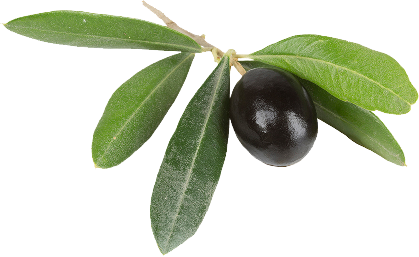 Olivenzweig