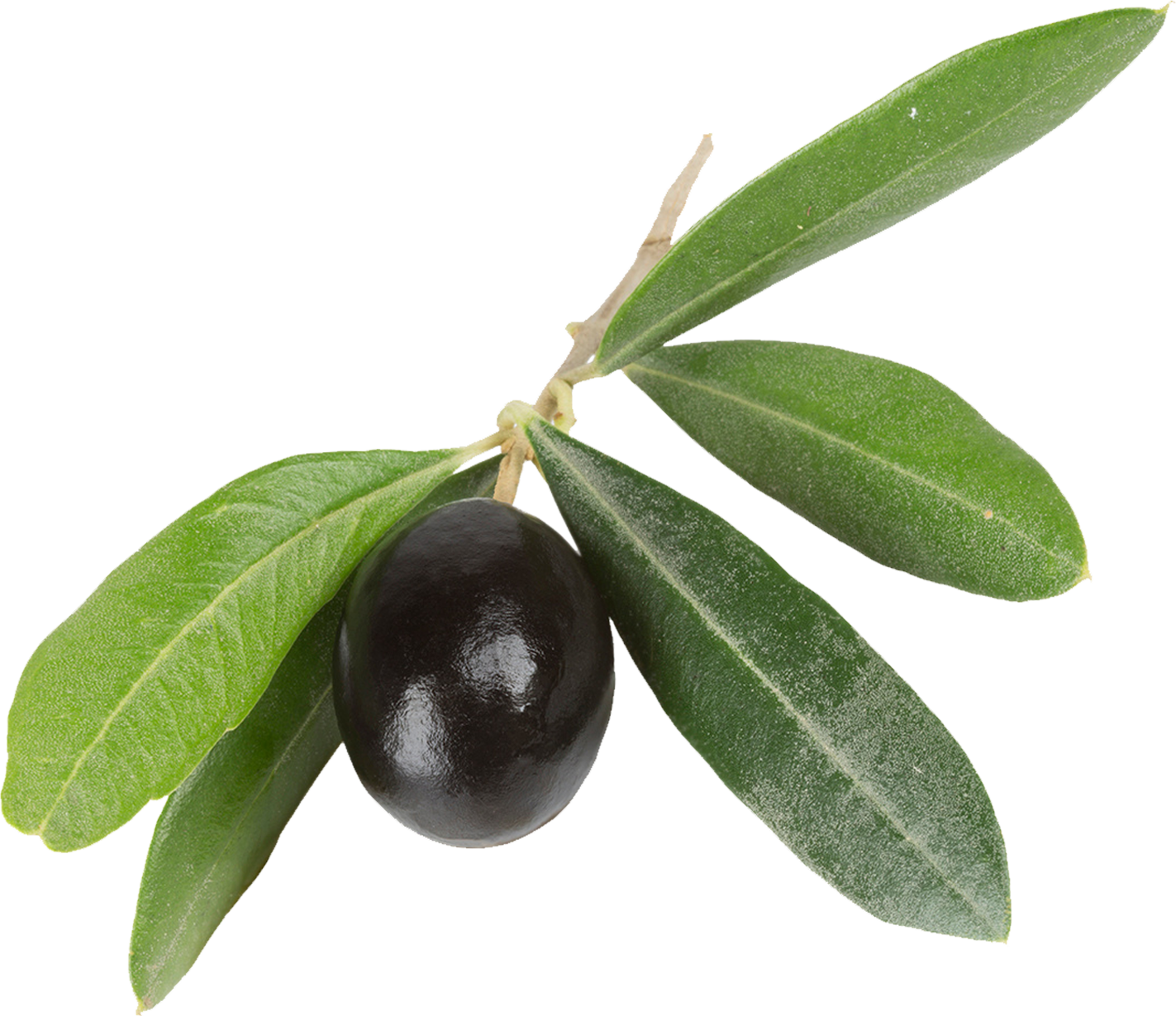 Olivenzweig